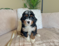 8 week old Mini Bernedoodle Puppy For Sale - Lone Star Pups
