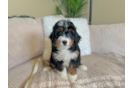 Cute Mini Bernedoodle Baby