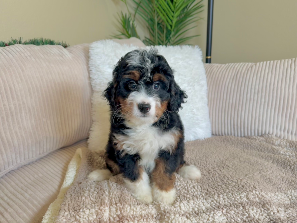 Cute Mini Bernedoodle Baby