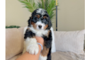 Cute Mini Bernedoodle Baby