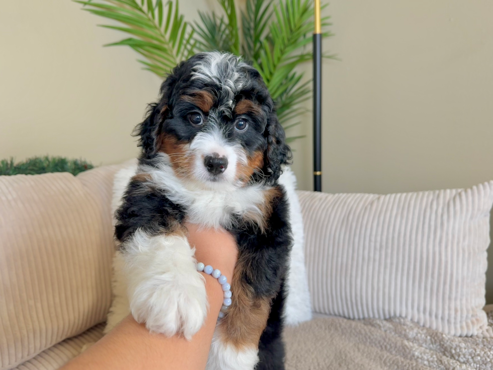 Cute Mini Bernedoodle Baby