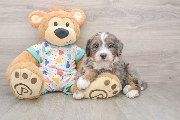 Friendly Mini Bernedoodle Baby