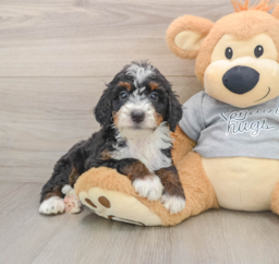 7 week old Mini Bernedoodle Puppy For Sale - Lone Star Pups