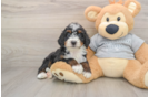 Mini Bernedoodle Pup Being Cute
