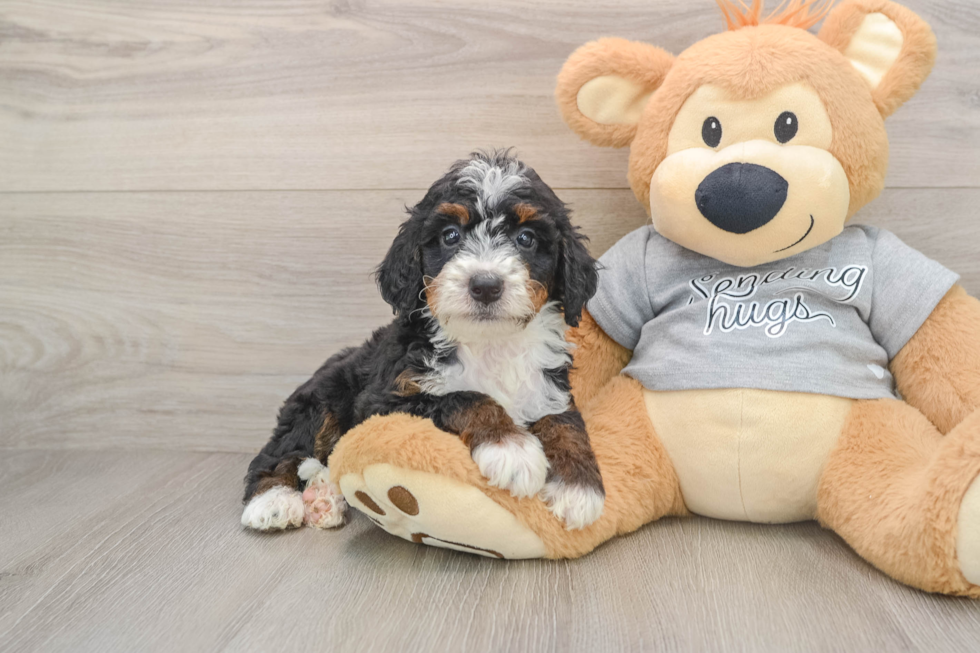 Mini Bernedoodle Pup Being Cute