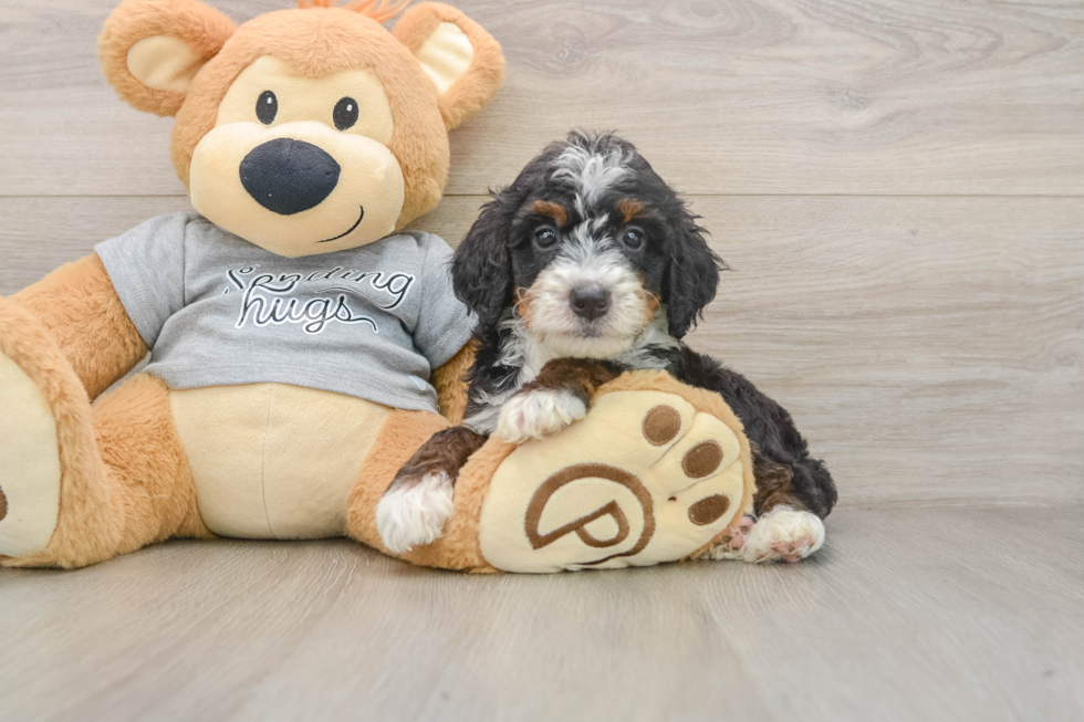 Hypoallergenic Mini Bernesedoodle Poodle Mix Puppy