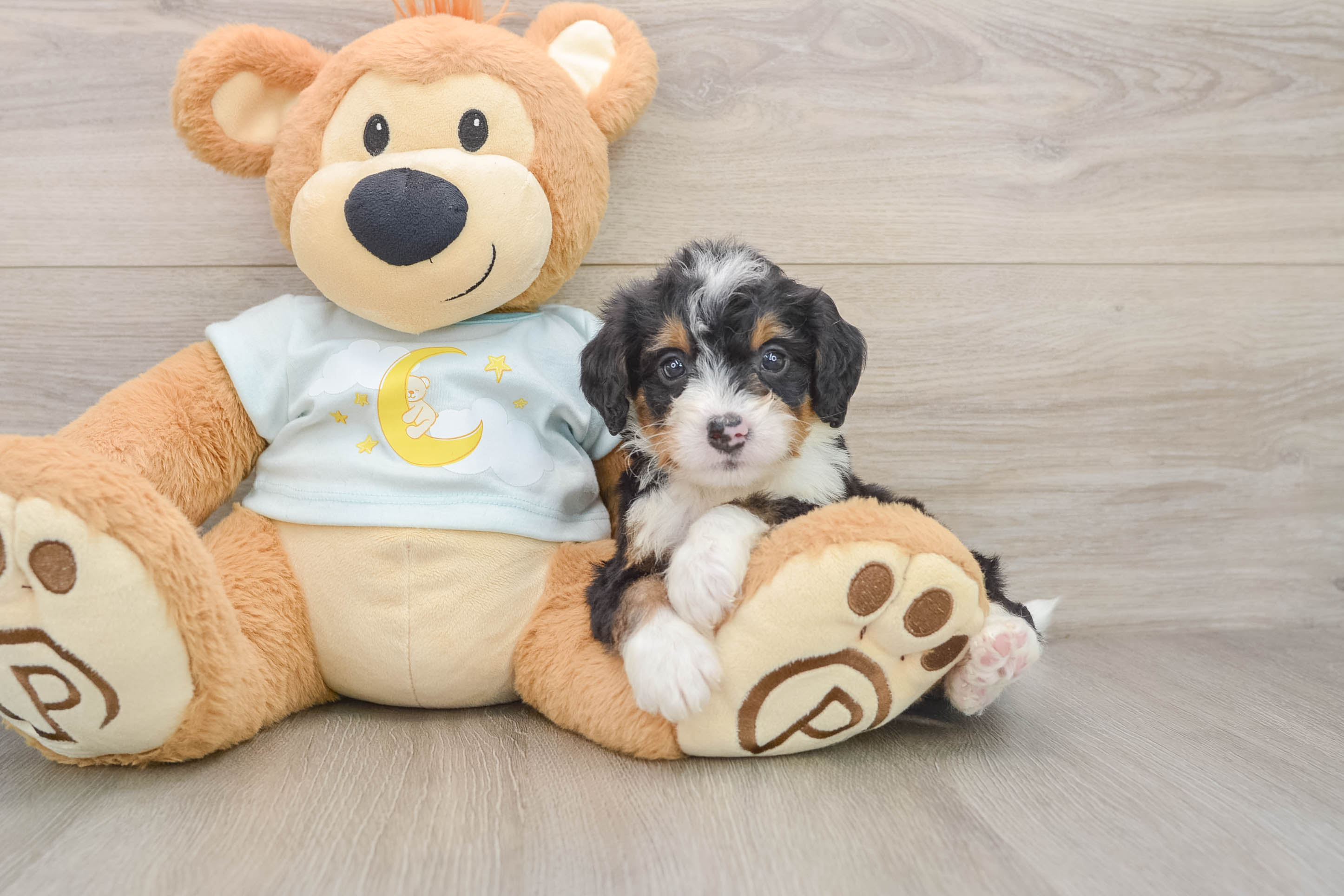 Mini Bernedoodle Puppy for Adoption