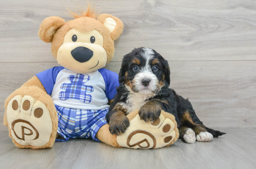 7 week old Mini Bernedoodle Puppy For Sale - Lone Star Pups