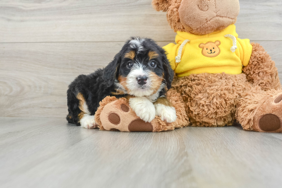 Mini Bernedoodle Pup Being Cute