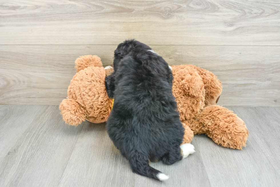 Mini Bernedoodle Puppy for Adoption