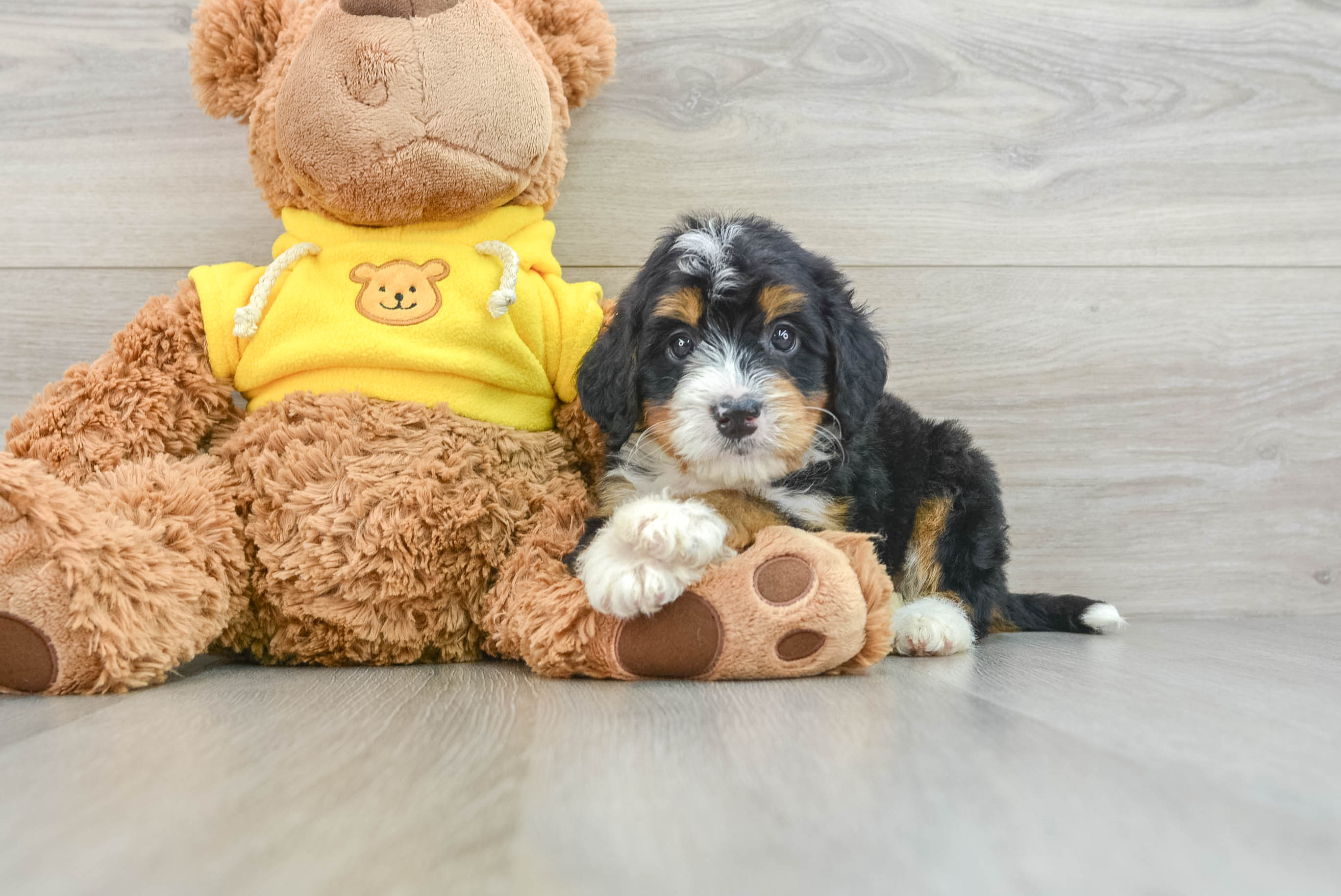 F1 mini bernedoodle puppies fashion for