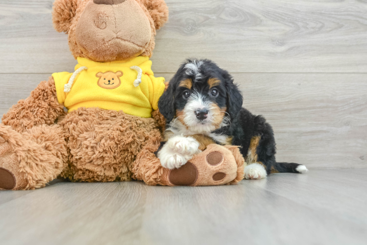 Small Mini Bernedoodle Baby