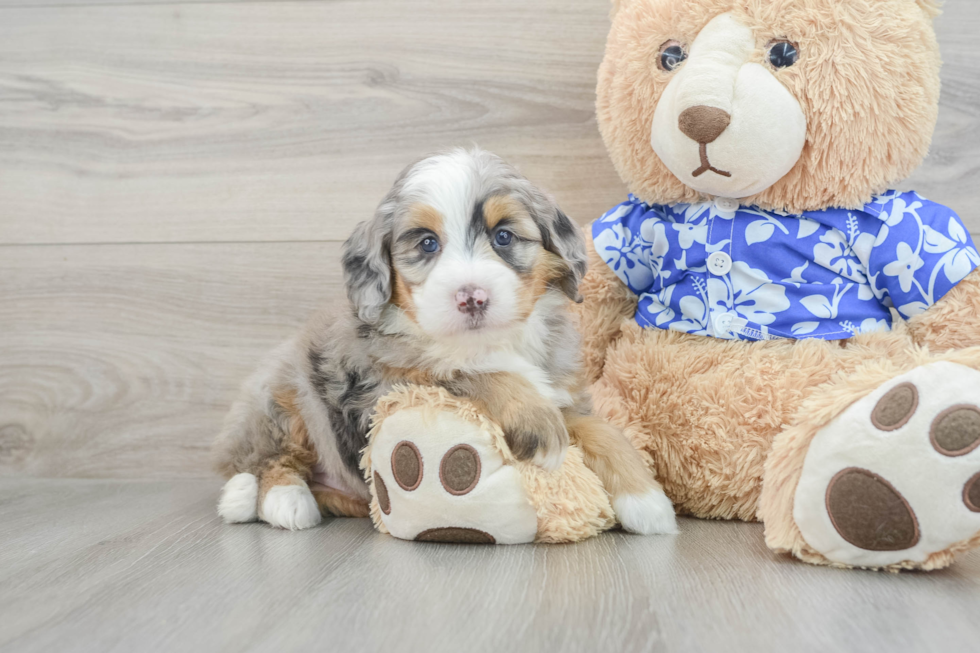 Adorable Mini Bernadoodle Poodle Mix Puppy