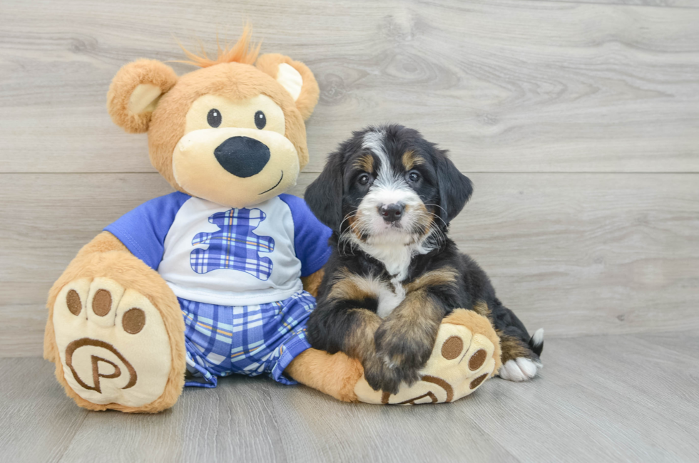 7 week old Mini Bernedoodle Puppy For Sale - Lone Star Pups