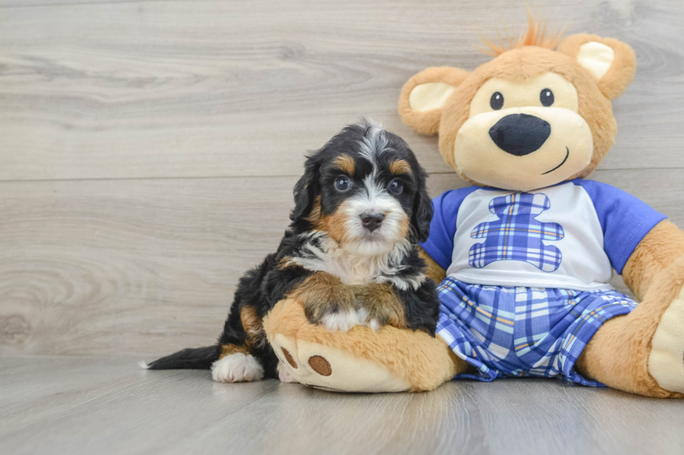 Mini Bernedoodle Pup Being Cute