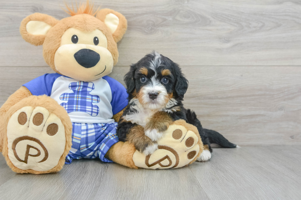 7 week old Mini Bernedoodle Puppy For Sale - Lone Star Pups