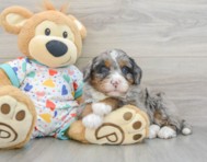 7 week old Mini Bernedoodle Puppy For Sale - Lone Star Pups