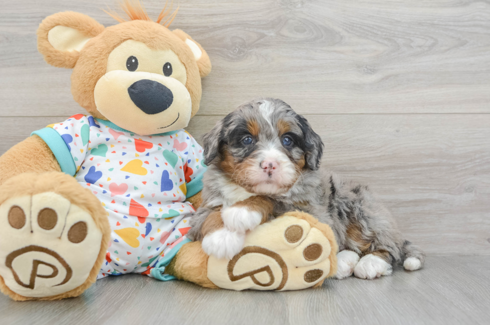 6 week old Mini Bernedoodle Puppy For Sale - Lone Star Pups