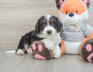 8 week old Mini Bernedoodle Puppy For Sale - Lone Star Pups