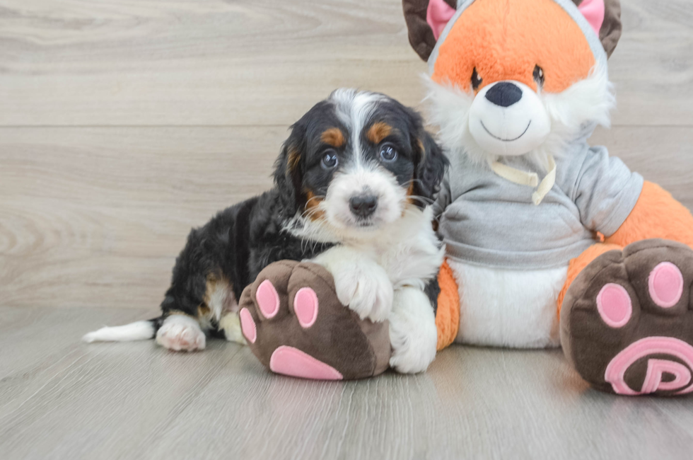 7 week old Mini Bernedoodle Puppy For Sale - Lone Star Pups