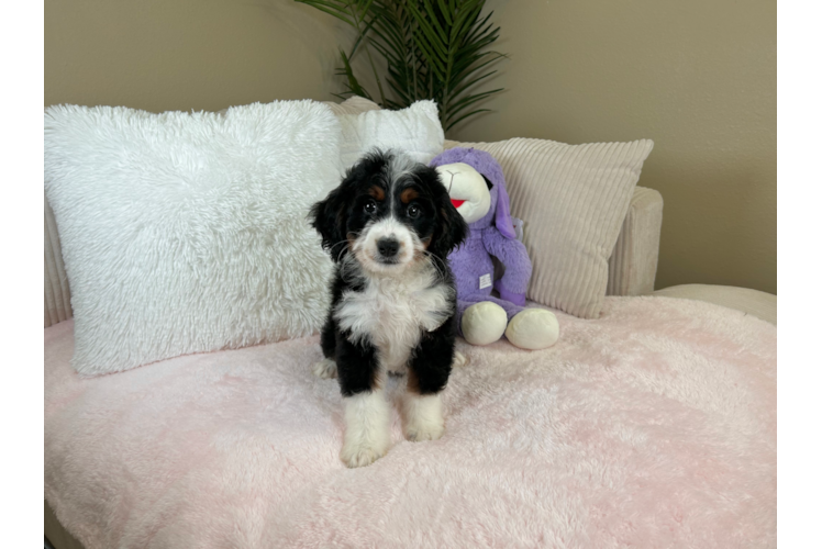 Cute Mini Bernedoodle Poodle Mix Pup