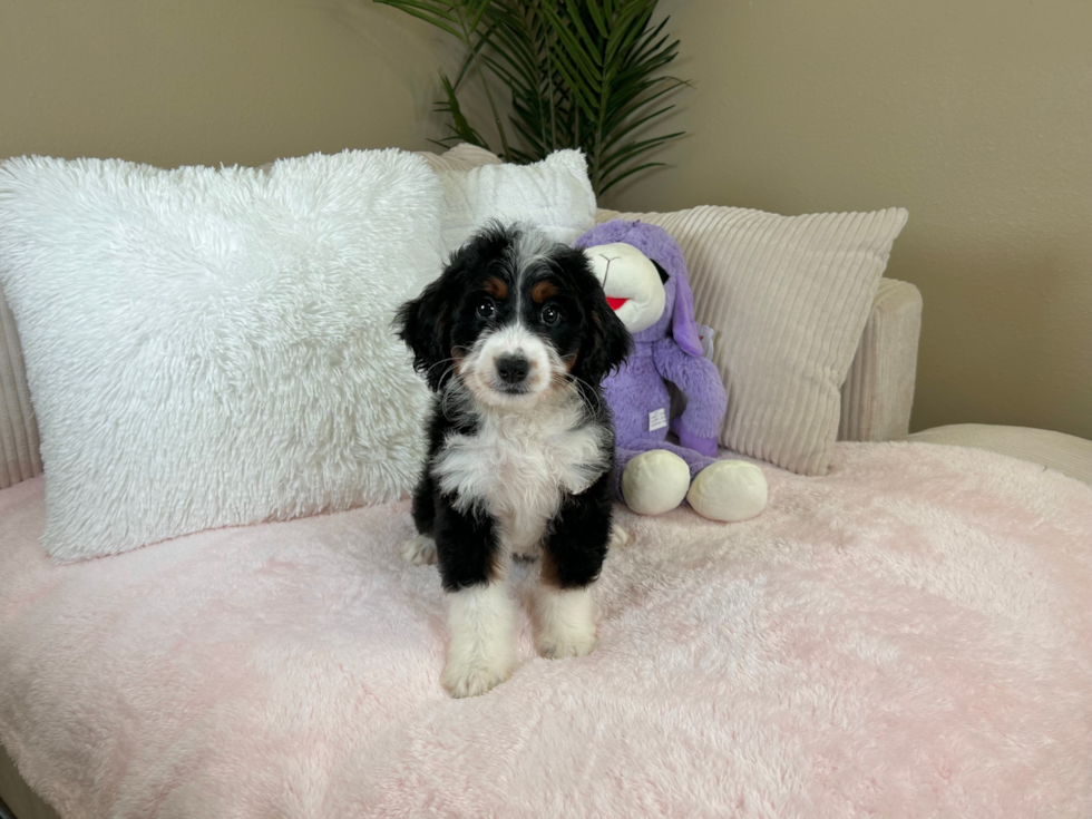 Cute Mini Bernedoodle Poodle Mix Pup