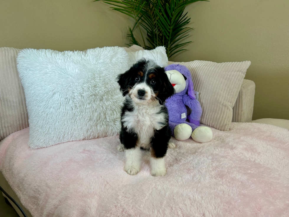 Cute Mini Bernedoodle Poodle Mix Pup