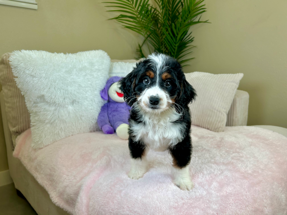 Best Mini Bernedoodle Baby
