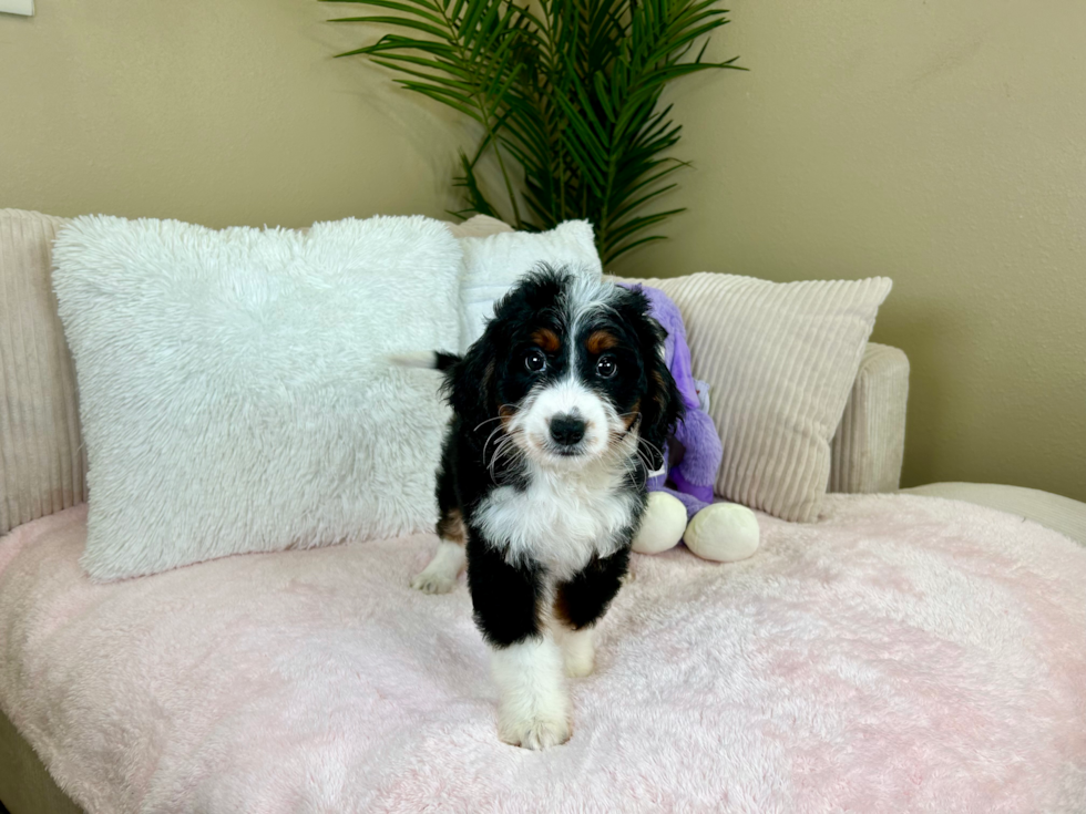 Cute Mini Bernedoodle Poodle Mix Pup