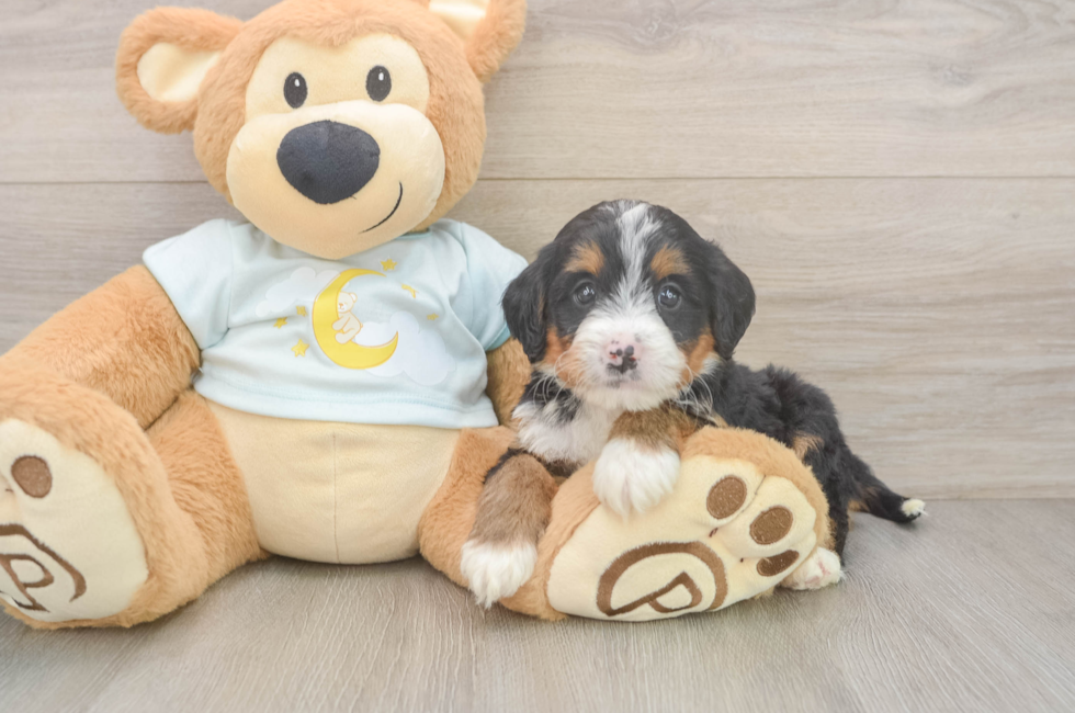 5 week old Mini Bernedoodle Puppy For Sale - Lone Star Pups