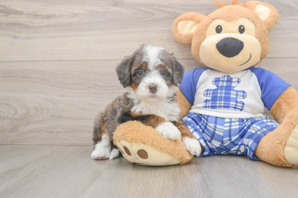 5 week old Mini Bernedoodle Puppy For Sale - Lone Star Pups