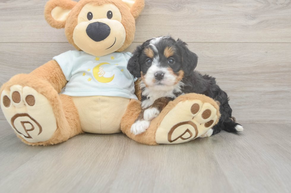 5 week old Mini Bernedoodle Puppy For Sale - Lone Star Pups