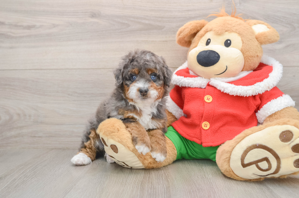 5 week old Mini Bernedoodle Puppy For Sale - Lone Star Pups