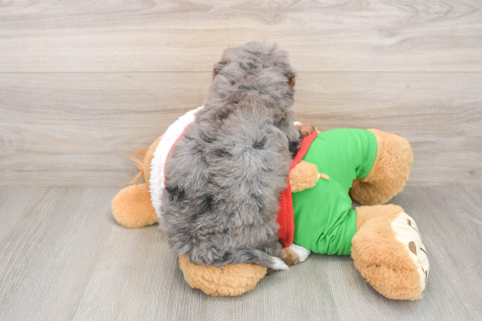 Best Mini Bernedoodle Baby