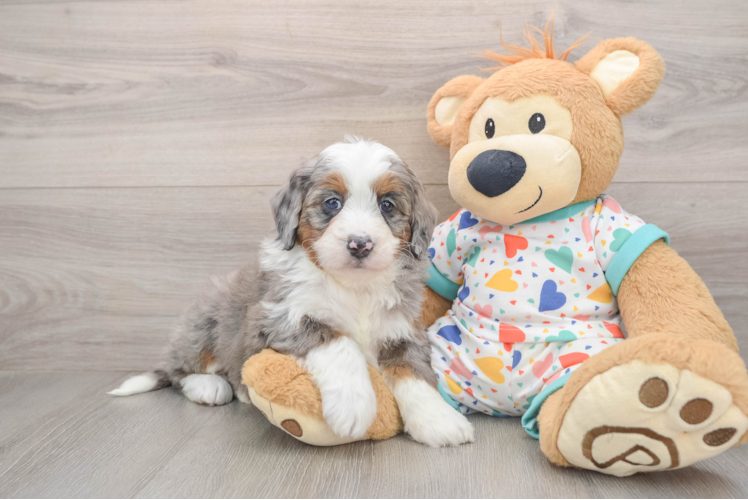 Petite Mini Bernedoodle Poodle Mix Pup