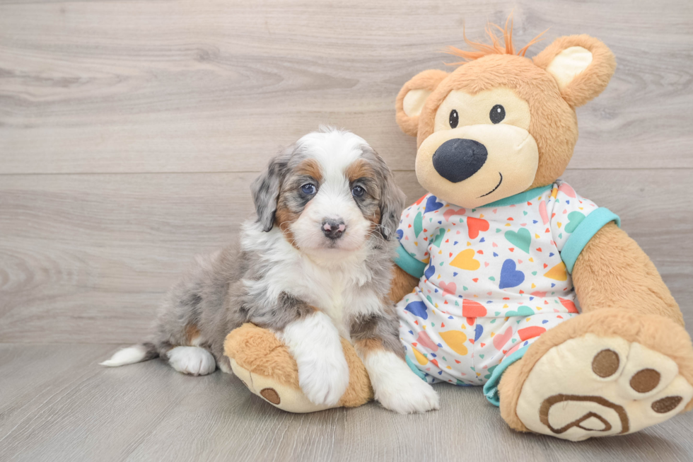 Petite Mini Bernedoodle Poodle Mix Pup