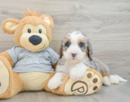 8 week old Mini Bernedoodle Puppy For Sale - Lone Star Pups