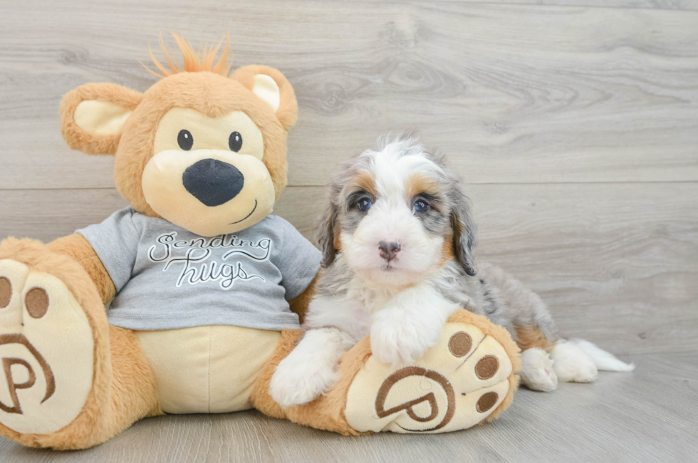 6 week old Mini Bernedoodle Puppy For Sale - Lone Star Pups