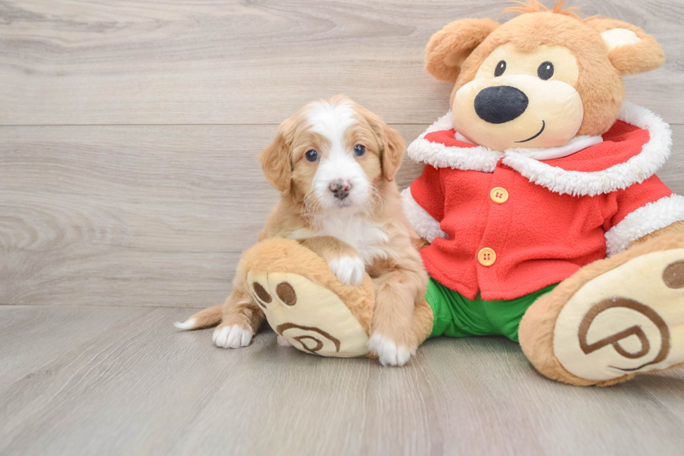 Sweet Mini Bernedoodle Baby