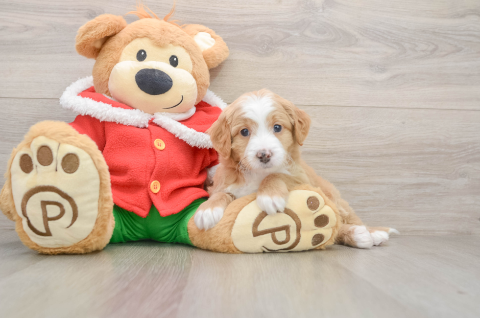 5 week old Mini Bernedoodle Puppy For Sale - Lone Star Pups