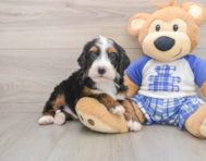 7 week old Mini Bernedoodle Puppy For Sale - Lone Star Pups