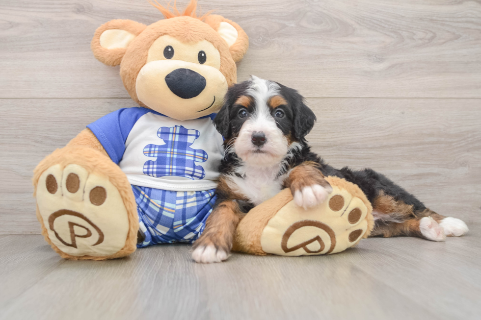 Mini Bernedoodle Pup Being Cute