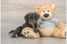 Hypoallergenic Bernese Doodle Poodle Mix Puppy