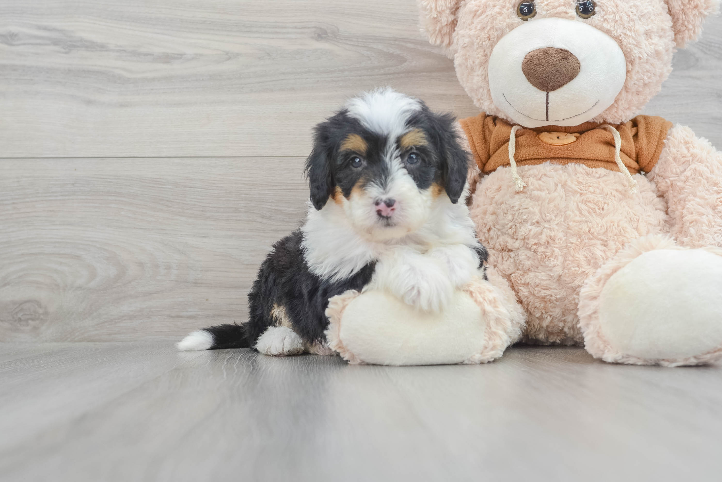 Mini Bernedoodle Pup Being Cute