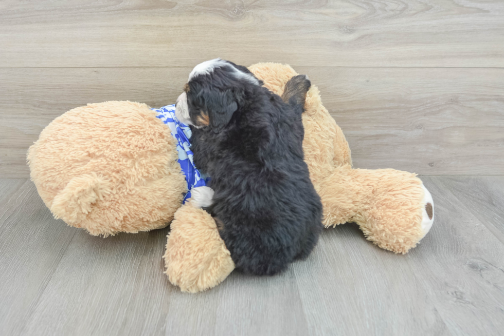 Best Mini Bernedoodle Baby