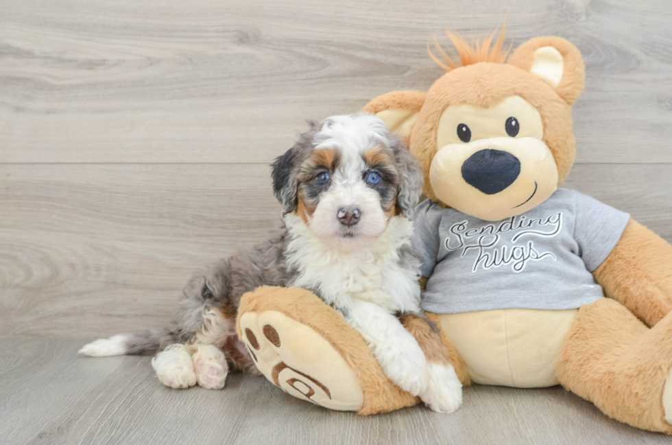 6 week old Mini Bernedoodle Puppy For Sale - Lone Star Pups