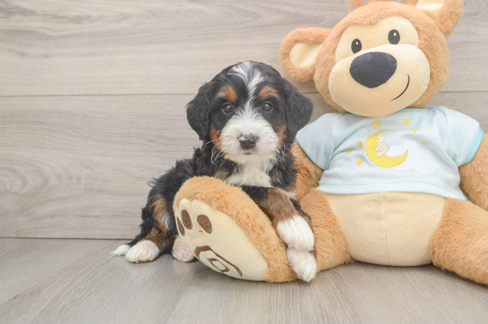 5 week old Mini Bernedoodle Puppy For Sale - Lone Star Pups