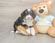 6 week old Mini Bernedoodle Puppy For Sale - Lone Star Pups