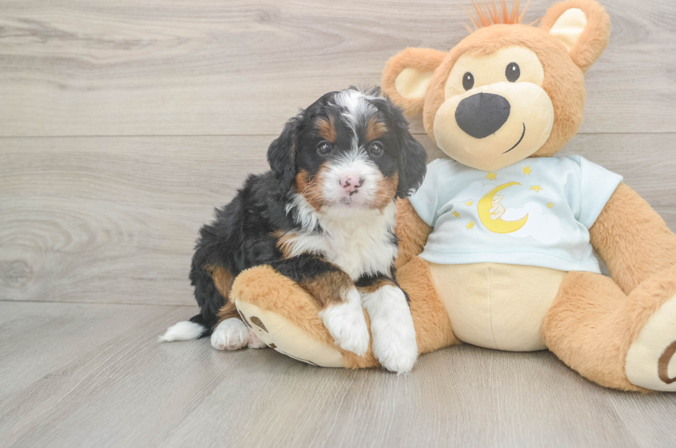 5 week old Mini Bernedoodle Puppy For Sale - Lone Star Pups
