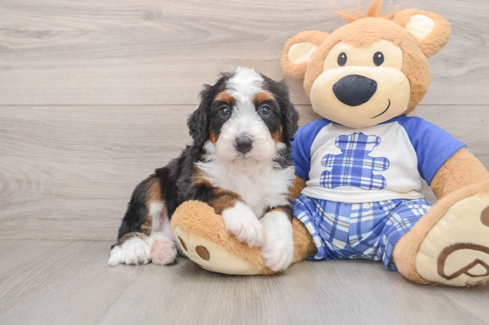 Playful Mini Bernesepoo Poodle Mix Puppy